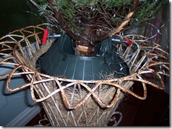 Xmas Tree 2009 013