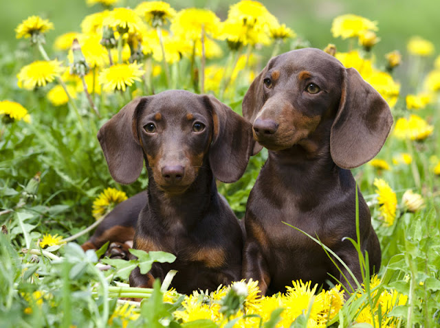 How to choose a puppy, including essential questions to ask the breeder and why you should see the puppy with mom. Photo shows two Dachshund puppies in a meadow.