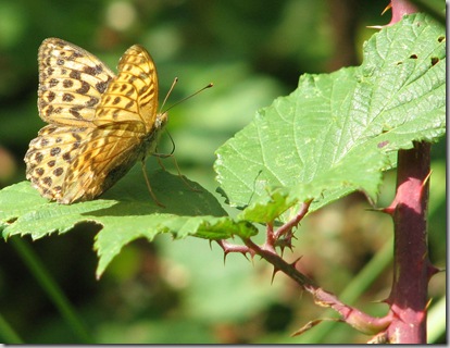 20090729 BHW silver-washed fritillary