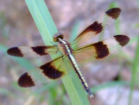 Dragonfly Picture