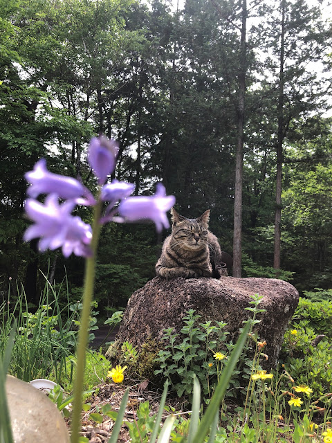 Cats in perennials garden.