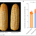Cientistas usam engenharia genética para aumentar o conteúdo proteico do milho, e a partir de um gene ancestral do próprio milho
