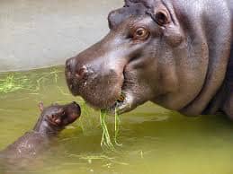 What do Hippos Eat