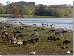 midland geese2