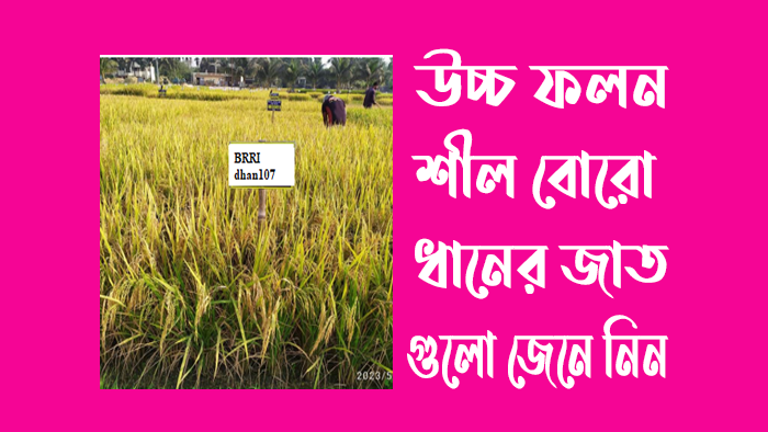 উচ্চ ফলনশীল বোরো ধানের জাত