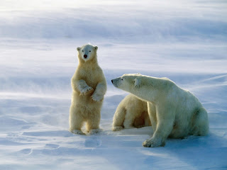 Polar Bear Wallpapers