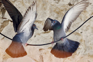 Rock Pigeon - territorial dispute