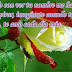 Frases de Amor