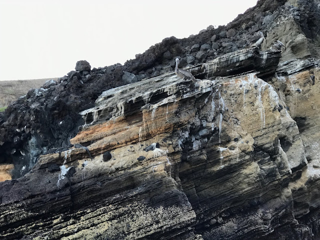 Punta Vicente Roca, Isla Isabela, Islas Galápagos