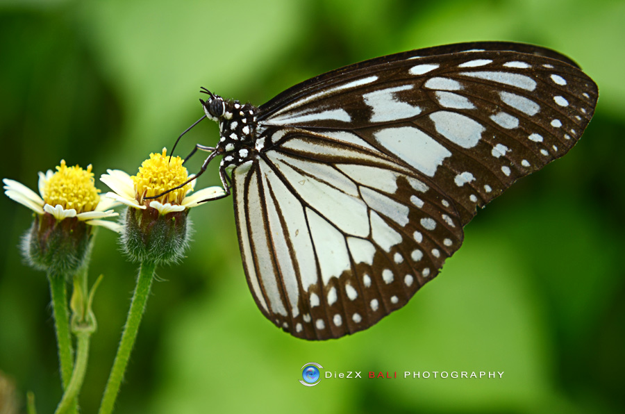 DieZX BALI PHOTOGRAPHY Kupu  kupu  dan  Bunga 