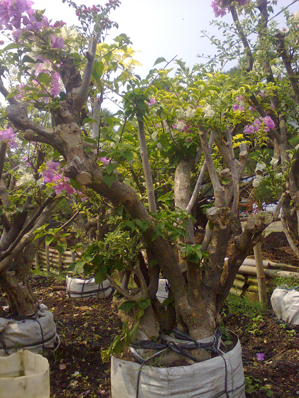 JUAL BONSAI BOUGENVILE POHON  BOUGENFILE TANAMAN HIAS  