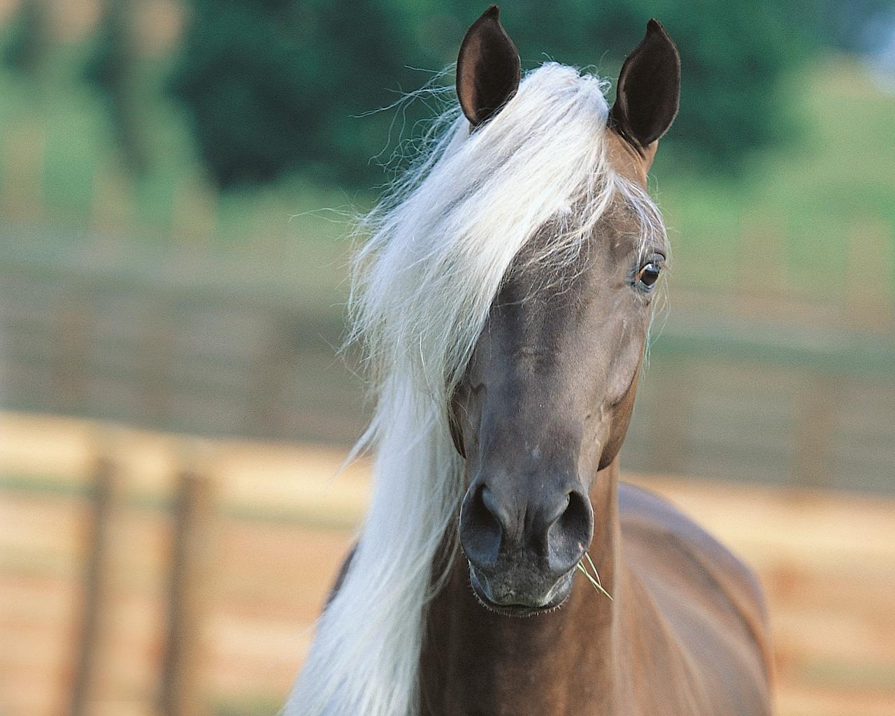 computer wallpaper, arabian horse wallpaper, white horse wallpaper ...