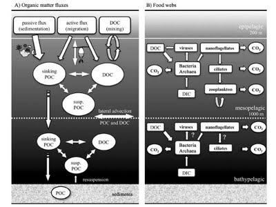 ocean food chain pictures. Ocean+food+web+diagram