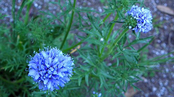 Blue pom pom looking plants with bright serrated foliage