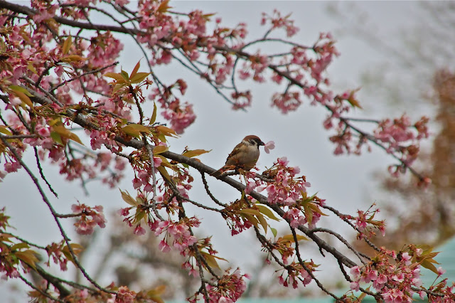 Tree sparrow plucks cherry blossom in Kyoto Japan