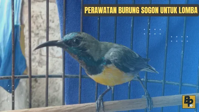 Perawatan Burung Sogon Untuk Lomba