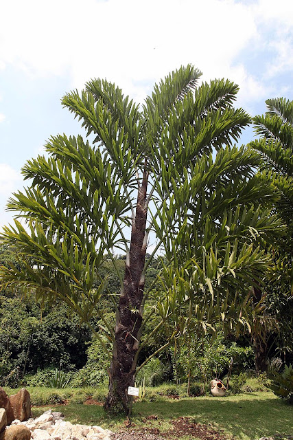 Wallichia disticha at Else Kientzler Botanical Garden, Sarchi Norte, Costa Rica