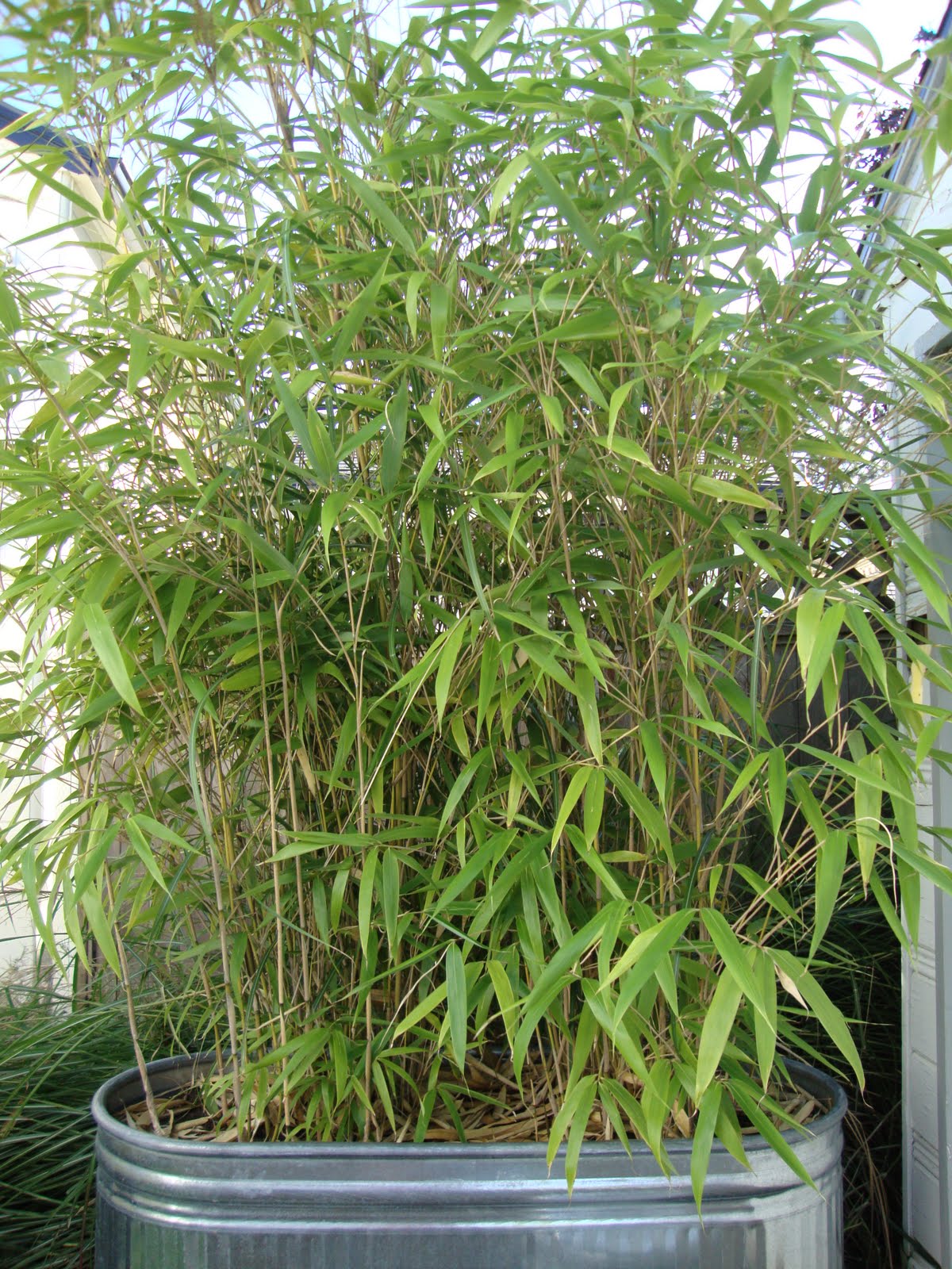Danger Garden Bamboo Green Privacy