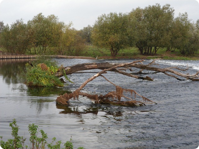 SAM_0033 Sawley Weir (1)