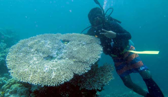 SCUBA DIVING TERBAIK DI INDONESIA