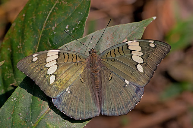 Euthalia patala the Grand Duchess butterfly