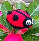 http://www.ravelry.com/patterns/library/little-ladybird-amigurumi