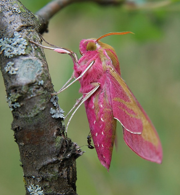 pink moth 05