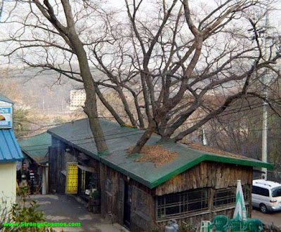 Casa y árbol, techo atravesado