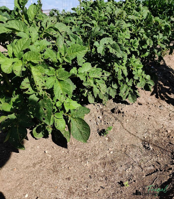 Growing and Harvesting Potatoes