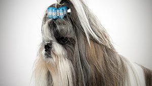 Shihtzu breed characteristics