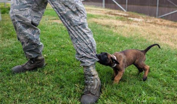 for health of your dog, the most common bad habits