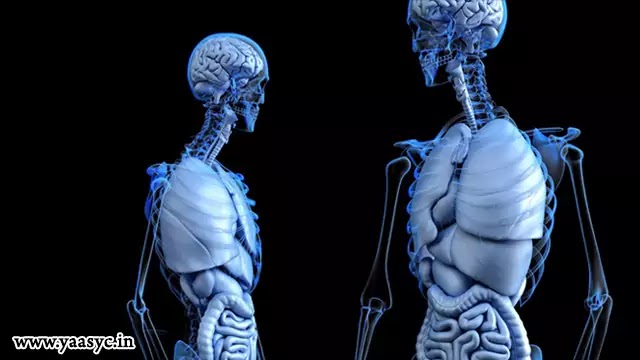 मानव शरीर रचना विज्ञान एवं क्रिया विज्ञान क्या है | Human Anatomy And Physiology