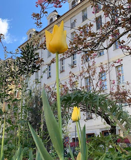 Tulipani in piazza Emanuele Filiberto