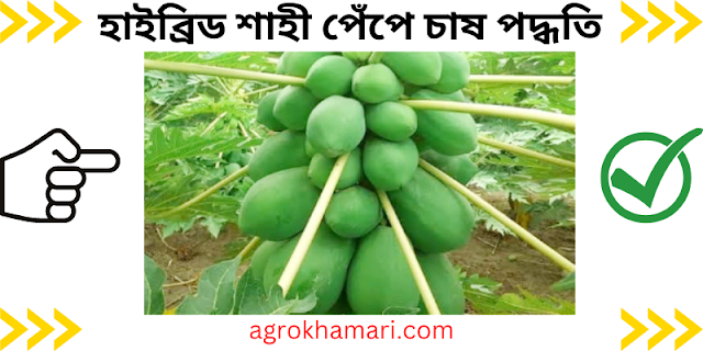 হাইব্রিড শাহী পেঁপে চাষ পদ্ধতি