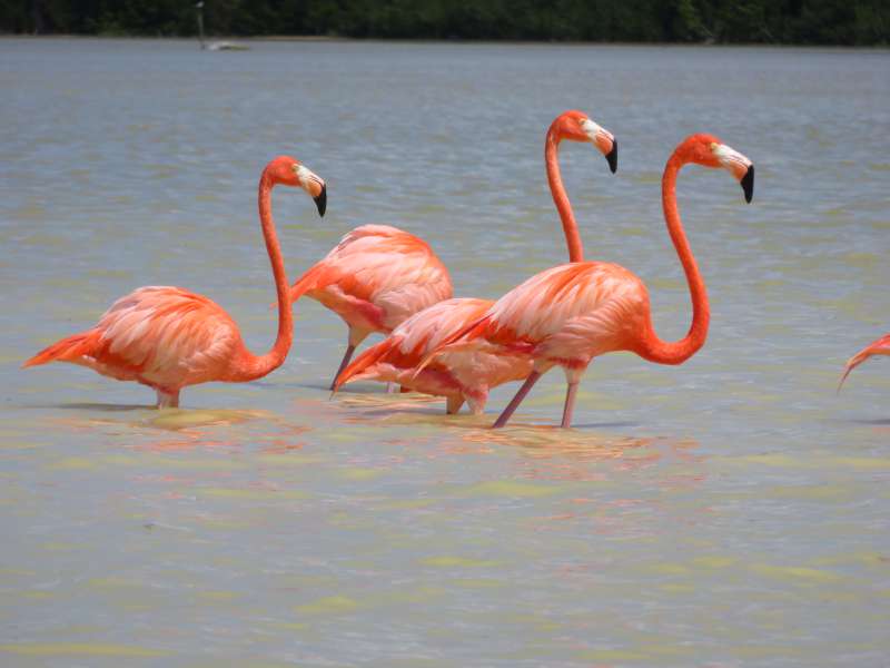 flamingos at Celestun