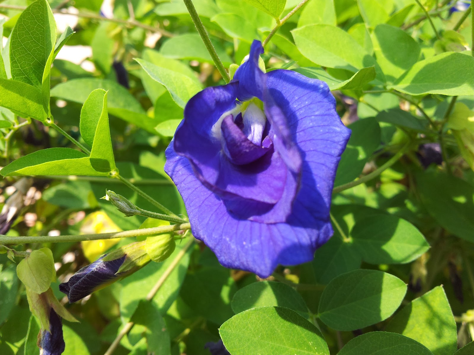 Tangan Panas-Panas Sejuk: Bunga Telang~Butterfly Pea