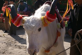ox