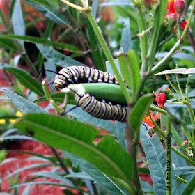 Two Monarch Butterfly Caterpillars Eating Tropical Milkweed Seed Pod June 8, 2018