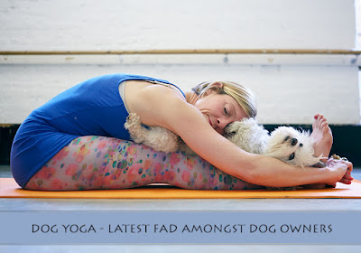 Dog Yoga - Latest Fad amongst Dog Owners