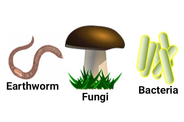 BIOLOGY LESSON NOTE ON DECOMPOSERS