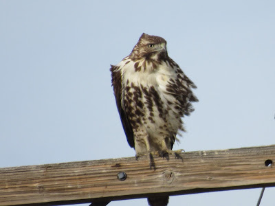 Lower Klamath National Wildlife Refuge