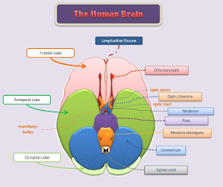 diagram-underside-human-brain