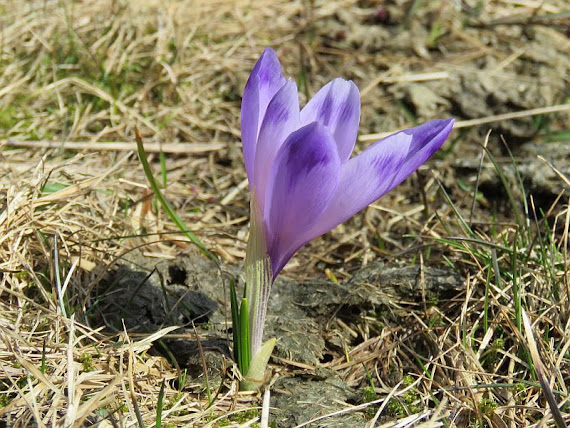 Krokusy 2018, Kalatówki [https://gorskiewedrowki.blogspot.com, fot. Dorota i Marek Szala]