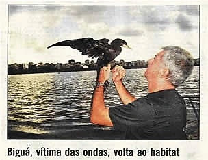 Imagem de um Biguá