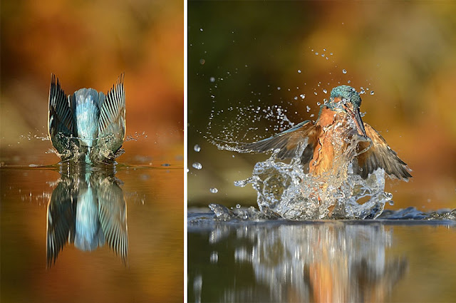 Photographer Finally Takes Perfect Photos Of Kingfisher