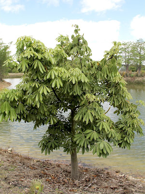 Pachira aquatica nel suo habitat Naturale