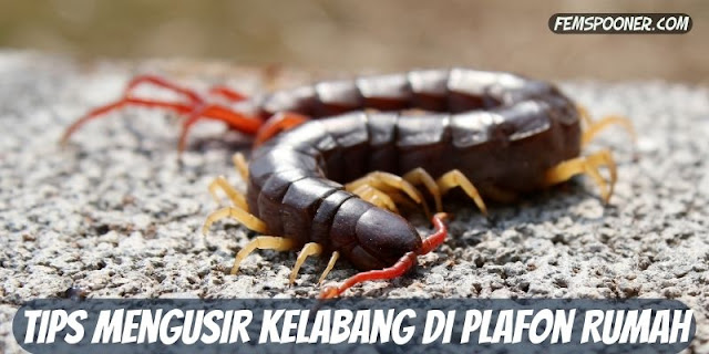 Mengusir Kelabang di Plafon Rumah