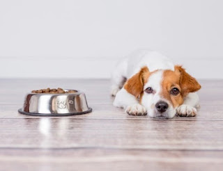 Gangguan nafsu makan pada anjing