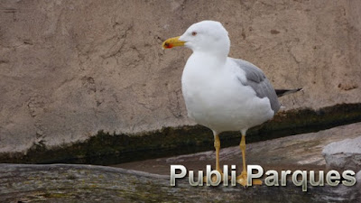 Gaviota patiamarlila (Larus michahellis)