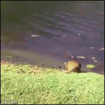 Funny Cat GIF • Startled cat is startled falling in a pond. Huge SPLASH, haha [ok-cats.com]
